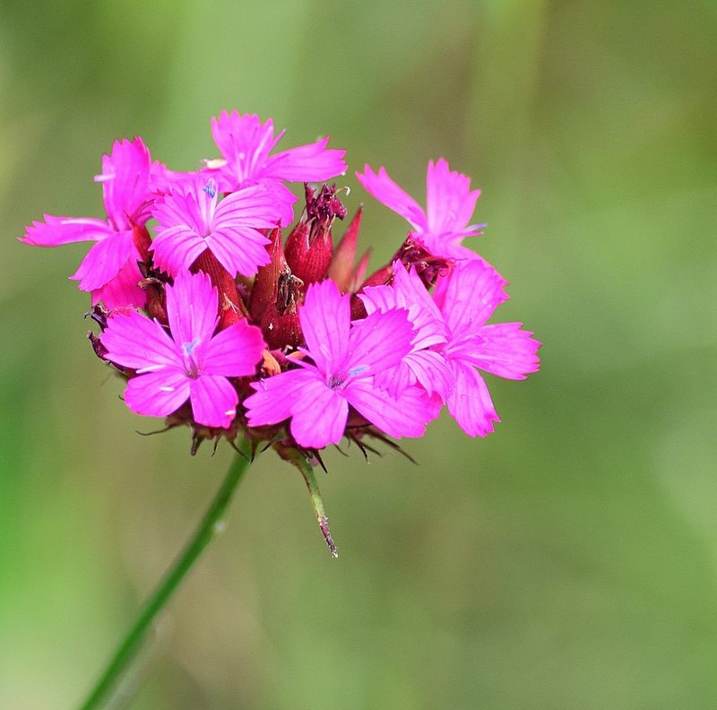 Dianthus cruentus, photographed by Kostas Zontanos