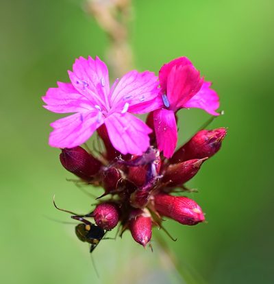Dianthus cruentus, photographed by Kostas Zontanos