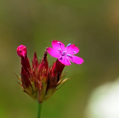 Dianthus cruentus, photographed by Kostas Zontanos