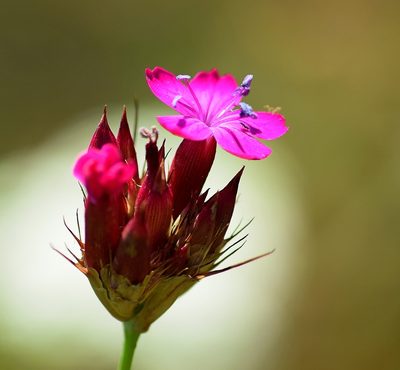 Dianthus cruentus, photographed by Kostas Zontanos