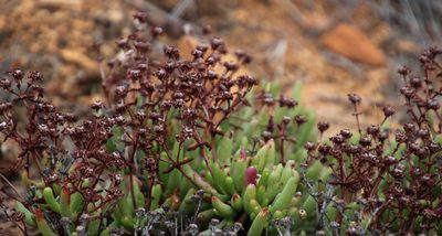 Ruschia viridifolia, photographed by Tony Rebelo