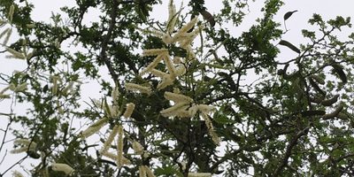 Mariosousa coulteri, photographed by Tereso Hernández Morales