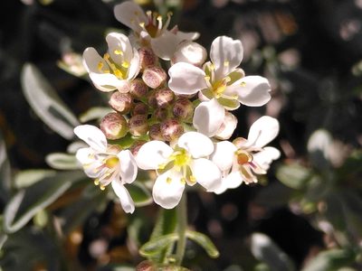 Hormathophylla spinosa, photographed by Yves Bas