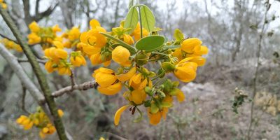 Senna atomaria, photographed by Tereso Hernández Morales