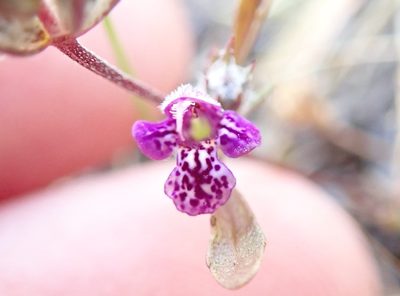 Pogogyne abramsii, photographed by Millie Basden