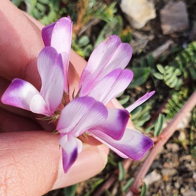 Sulla glomerata, photographed by Mehdi Chetibi