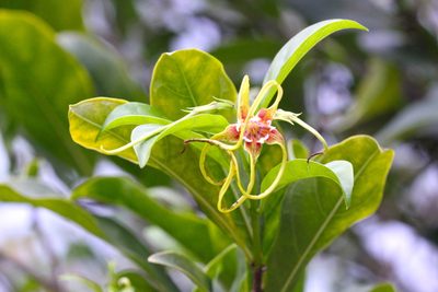 Strophanthus divaricatus, photographed by Agnes Trekker