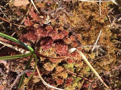 Sphagnum capillifolium, photographed by nevwright