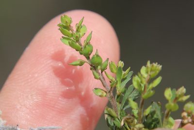 Lepidium strictum, photographed by Millie Basden