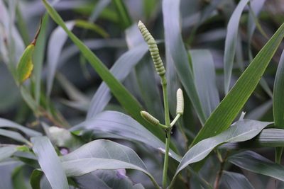 Gnetum luofuense, photographed by Agnes Trekker