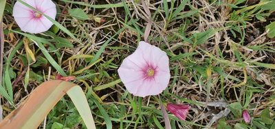 Convolvulus durandoi, photographed by Mehdi Chetibi