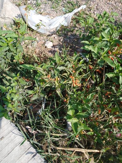 Solanum corymbosum, photographed by Jordi Martínez Martínez