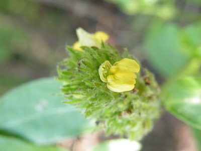 Justicia flava, photographed by Antoinette Eyssell Knox