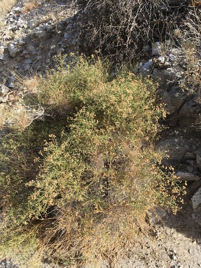 Baccharis brachyphylla, photographed by W. Terry Hunefeld