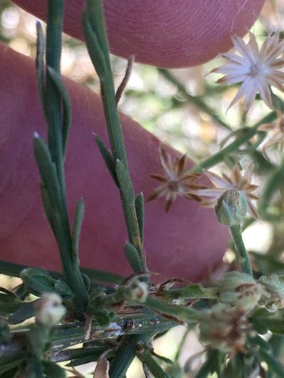 Baccharis brachyphylla, photographed by W. Terry Hunefeld