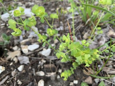 Euphorbia commutata, photographed by Cazody