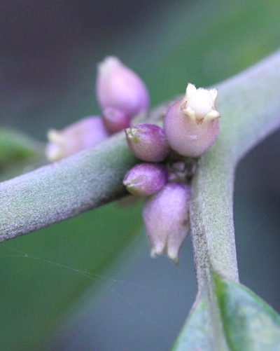 Lasianthus chinensis, photographed by Agnes Trekker