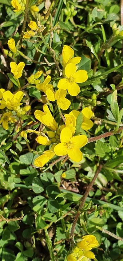 Brassica procumbens, photographed by Mehdi Chetibi