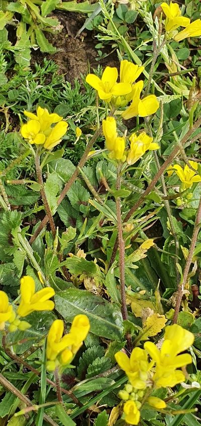 Brassica procumbens, photographed by Mehdi Chetibi