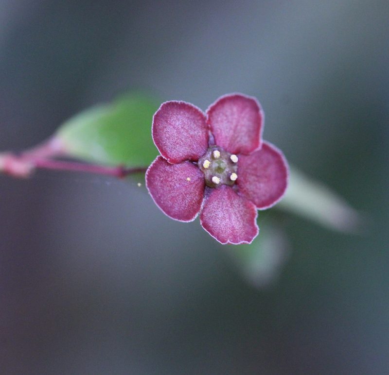 Euonymus laxiflorus, photographed by Agnes Trekker