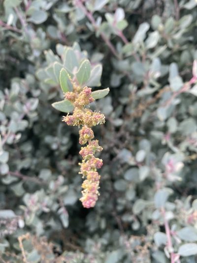 Atriplex vestita, photographed by Christina