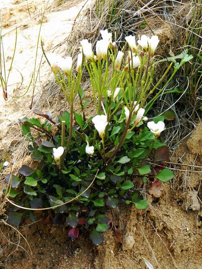 Cardamine magnifica, photographed by Peter de Lange