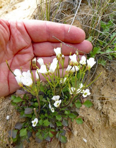 Cardamine magnifica, photographed by Peter de Lange