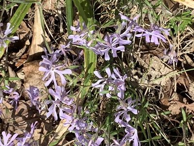 Phlox bifida, photographed by Jeffrey A Ewick