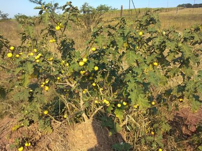 Solanum umtuma, photographed by Benjamin Fredlund