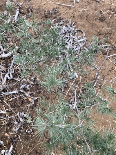 Asparagus exuvialis, photographed by Christina
