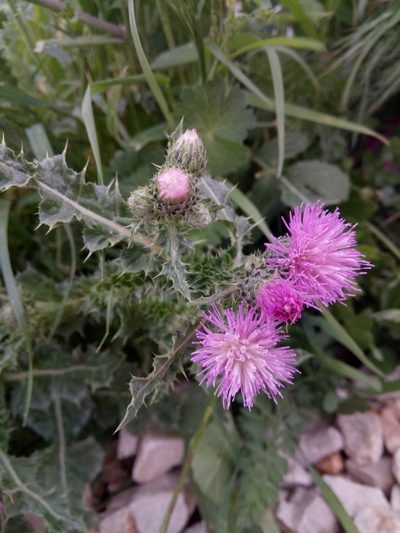 Carduus spachianus, photographed by Karim Haddad