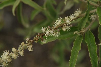 Croton scouleri, photographed by Eric Knight