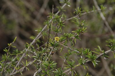 Trigonopterum laricifolium, photographed by Eric Knight