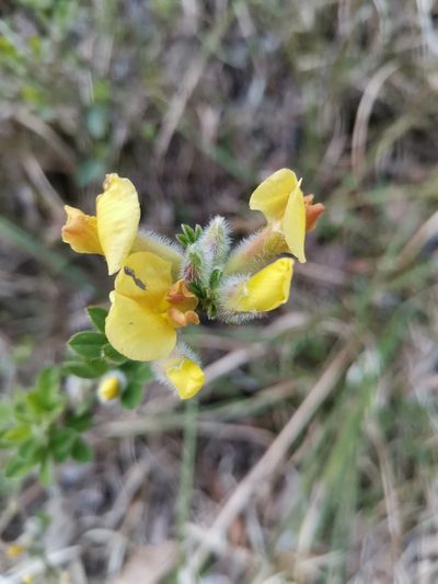 Chamaecytisus supinus, photographed by Ljaž
