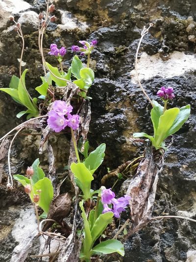 Primula carniolica, photographed by Ljaž