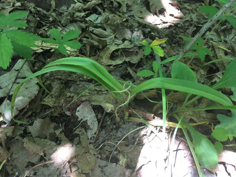 Tradescantia longipes, photographed by Justine Kandra