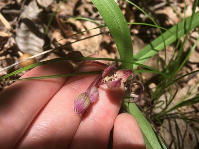 Tradescantia longipes, photographed by Justine Kandra