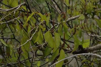 Phoradendron berteroanum, photographed by Eric Knight