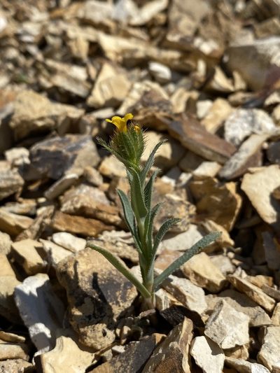 Amsinckia carinata, photographed by Matt Berger