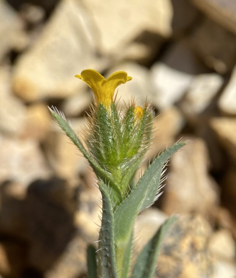 Amsinckia carinata, photographed by Matt Berger