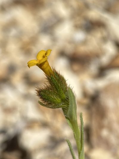 Amsinckia carinata, photographed by Matt Berger