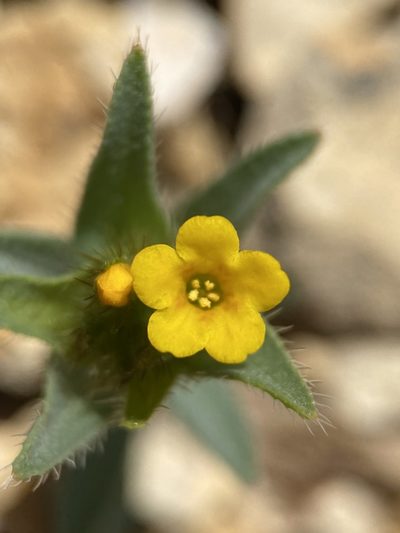 Amsinckia carinata, photographed by Matt Berger