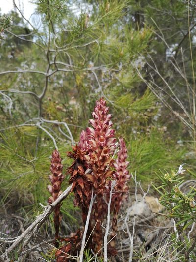 Orobanche latisquama, photographed by Mattia Menchetti