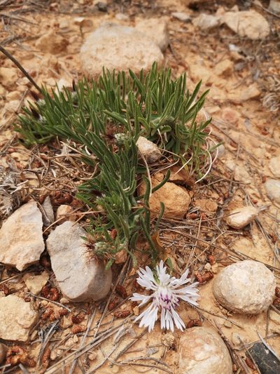 Centaurea linifolia, photographed by Mattia Menchetti