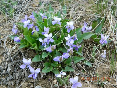 Viola ambigua, photographed by Galyna Mykytynets