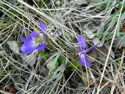 Viola ambigua, photographed by Galyna Mykytynets