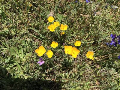 Eschscholzia lobbii, photographed by Heather