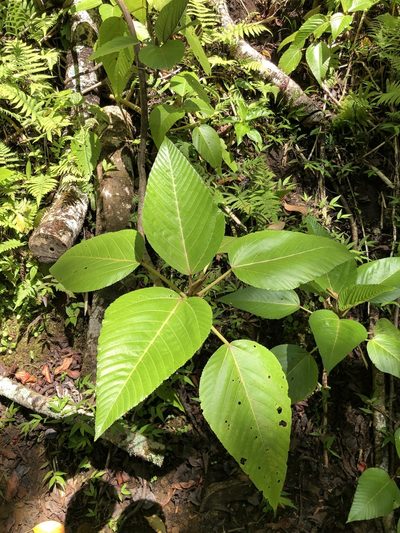 Touchardia latifolia, photographed by Pat Rooney