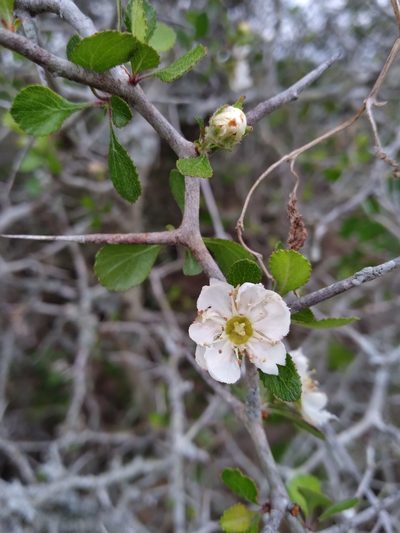 Crataegus × macrocarpa, photographed by Scott Ward