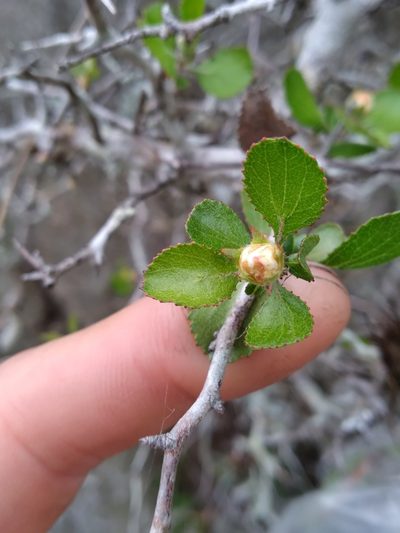 Crataegus × macrocarpa, photographed by Scott Ward
